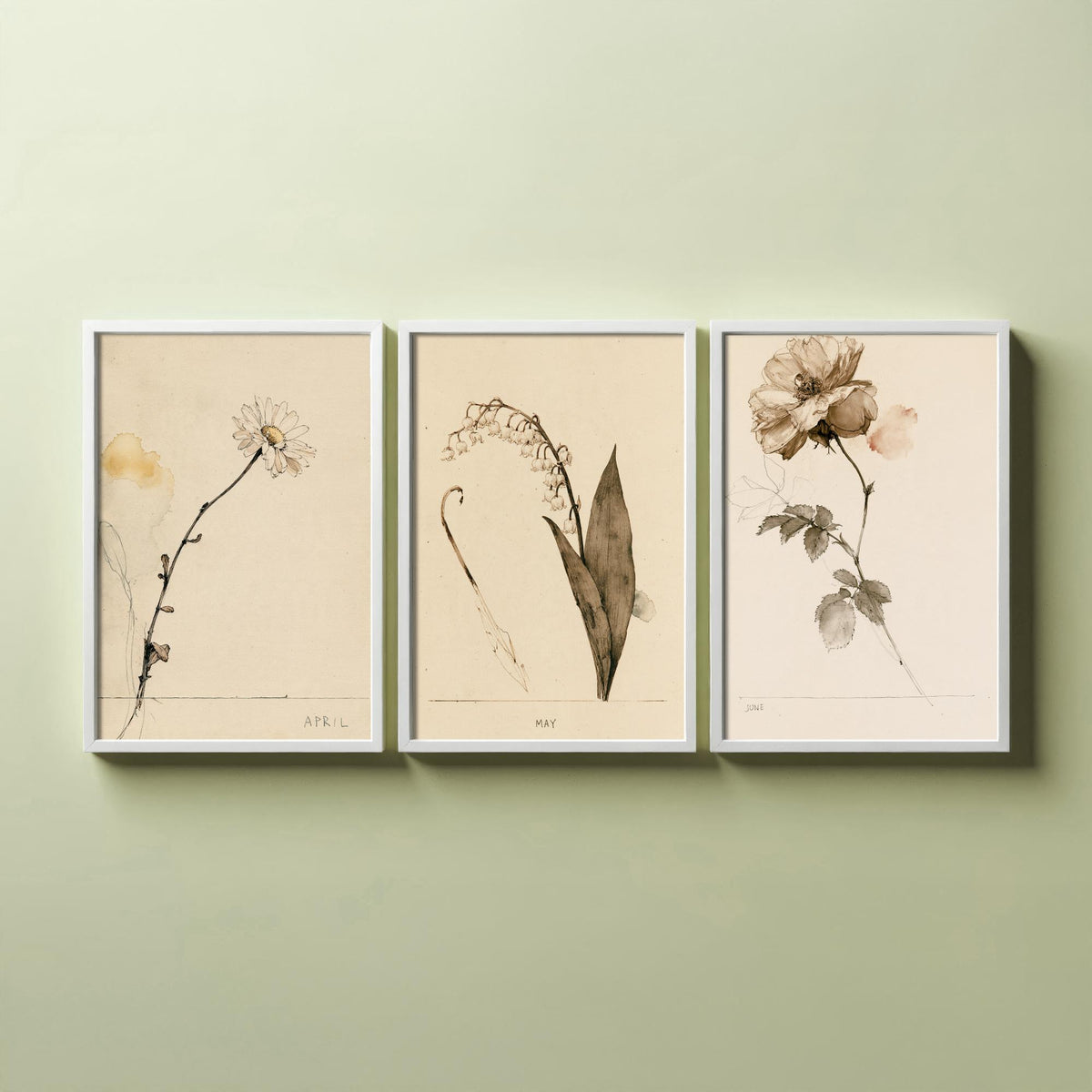 April to June Birth Flower Set of Three Art Prints - Daisy, Lily of the Valley, Rose - Antique Sepia Ink Botanical Illustration Posters