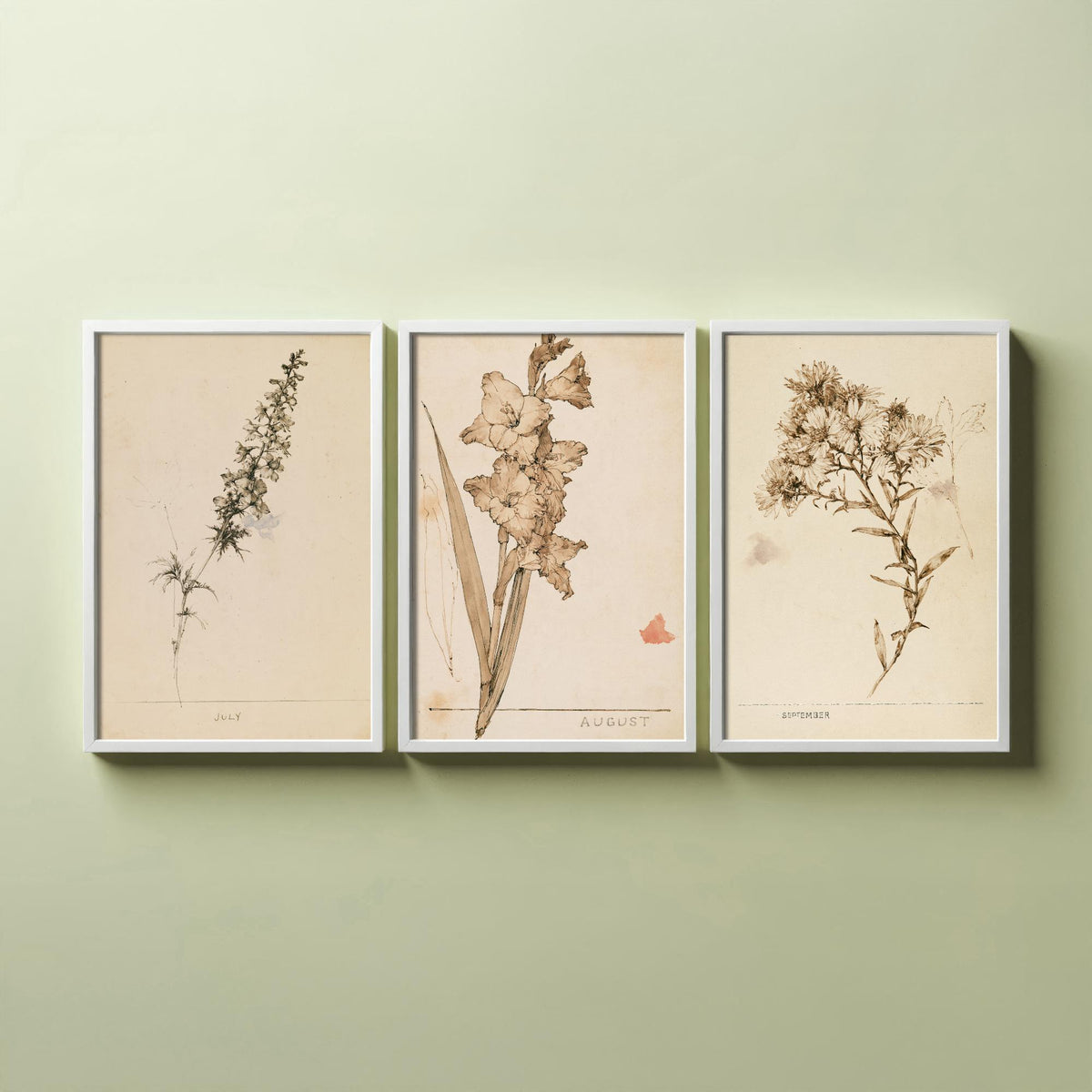 July to September Birth Flower Set of Three Art Prints - Larkspur, Gladiolus, Aster - Antique Sepia Ink Botanical Illustration Posters