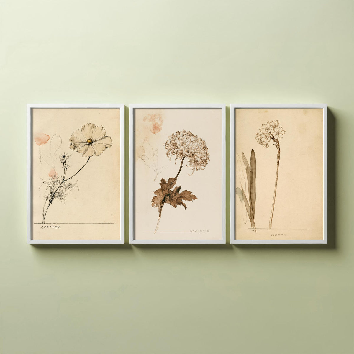 October to December Birth Flower Set of Three Art Prints - Cosmos, Chrysanthemum, Narcissus - Antique Sepia Ink Illustration Posters