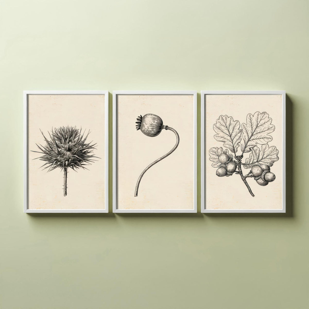 Thistle, Poppy Seed Head and Oak Acorn Sprig Poster - Botanical Pencil Sketch Set of Three Art Prints - Monochrome Nature Drawing V2