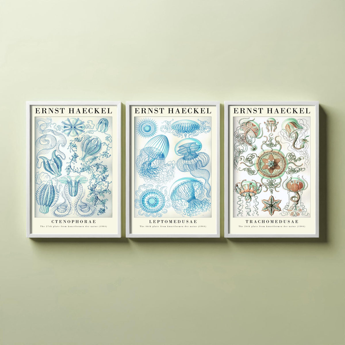 Ernst Haeckel Set of Three Gallery Art Prints - 3 Comb Jelly Jellyfish Medusae Posters - Titled Vintage Sea Life Illustration