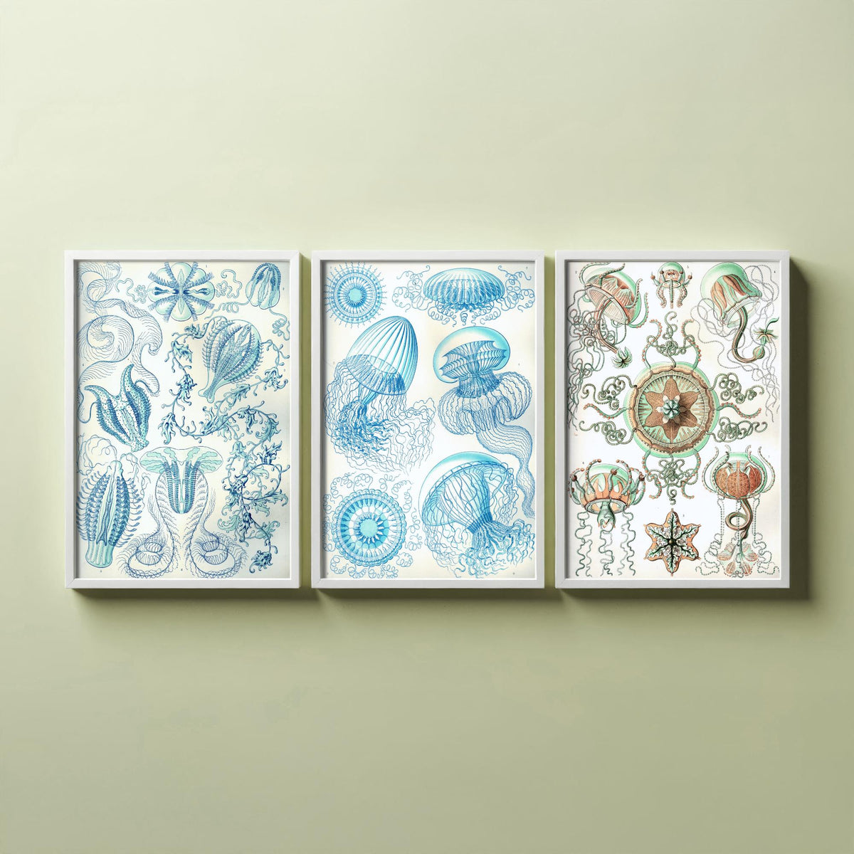 Ernst Haeckel Set of Three Art Prints - 3 Comb Jelly Jellyfish Medusae Posters - Clean Minimalist Ocean Life Illustration