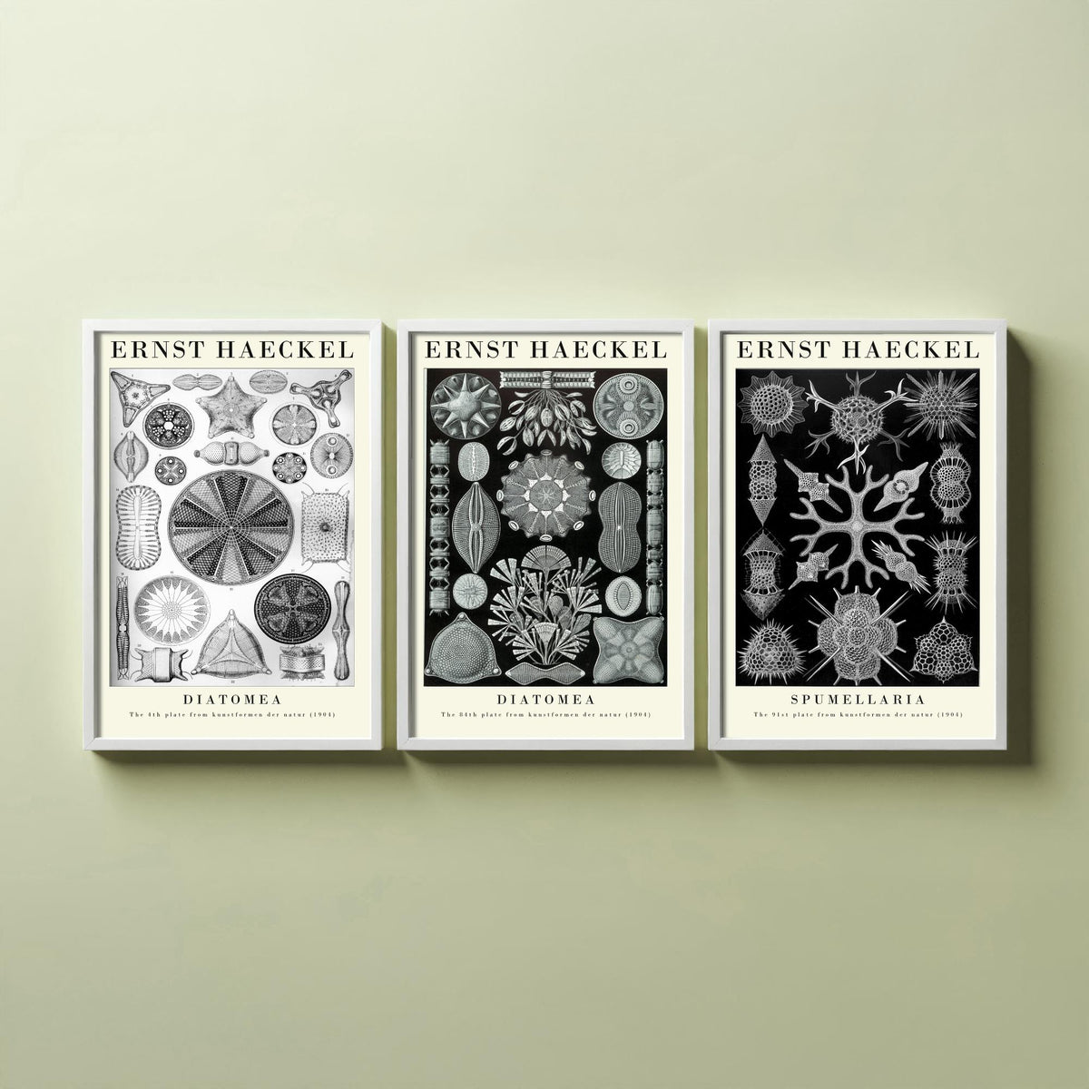 Ernst Haeckel Set of Three Gallery Art Prints - 3 Diatoms and Radiolarians Microscopic Life Posters - Black Vintage Illustration