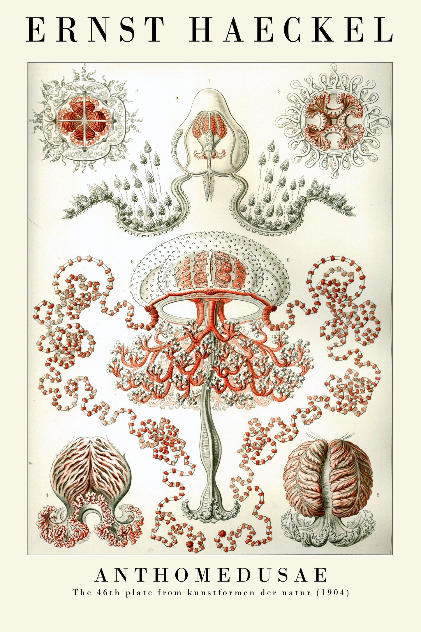 Set of Three Vintage Ernst Haeckel Marine Prints - The Jellyfish Collection - Painting Poster Wall Art Gift Botany Botanical Jelly Fish