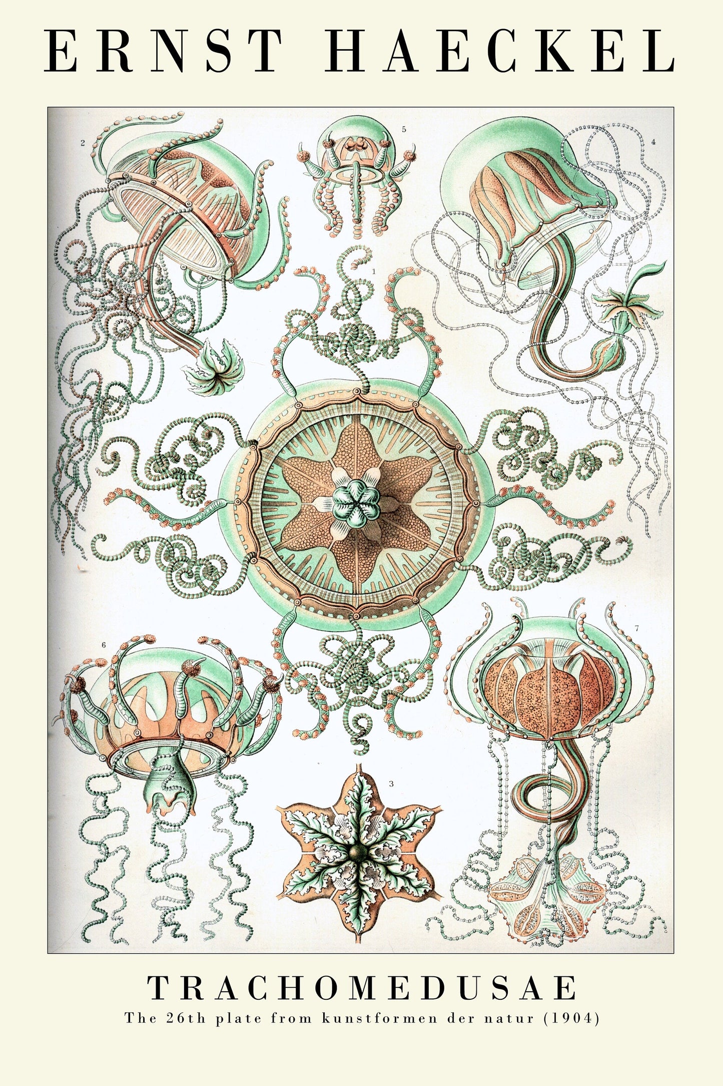 Set of Three Vintage Ernst Haeckel Marine Prints - The Jellyfish Collection - Painting Poster Wall Art Gift Botany Botanical Jelly Fish
