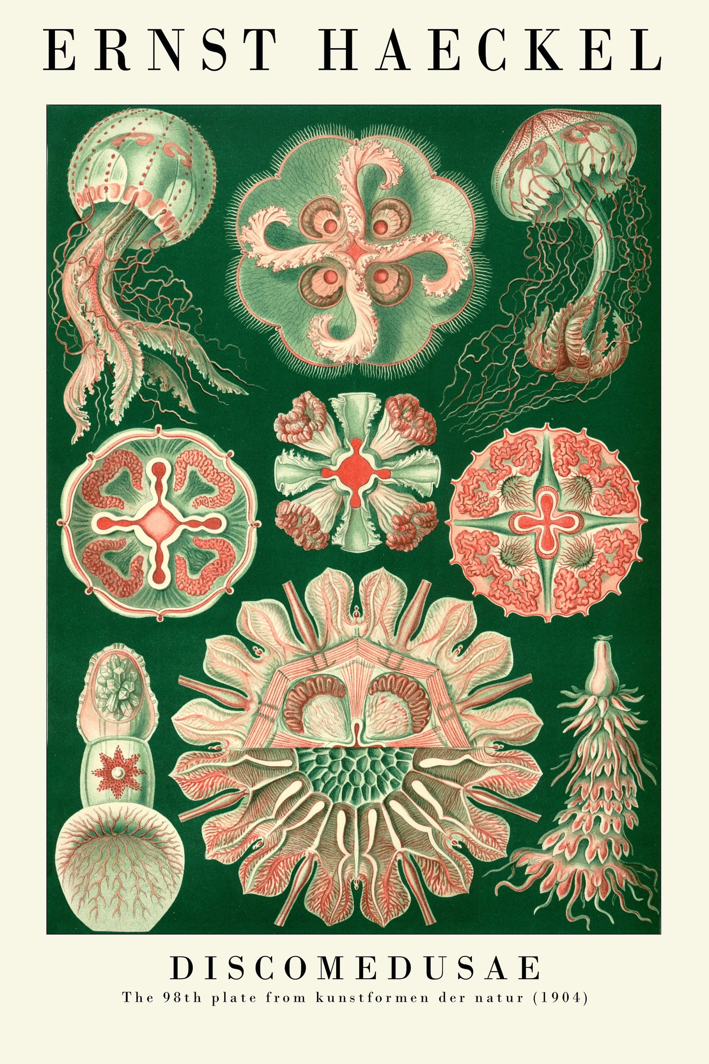 Set of Three Vintage Ernst Haeckel Marine Prints - The Jellyfish Collection - Painting Poster Wall Art Gift Botany Botanical Jelly Fish