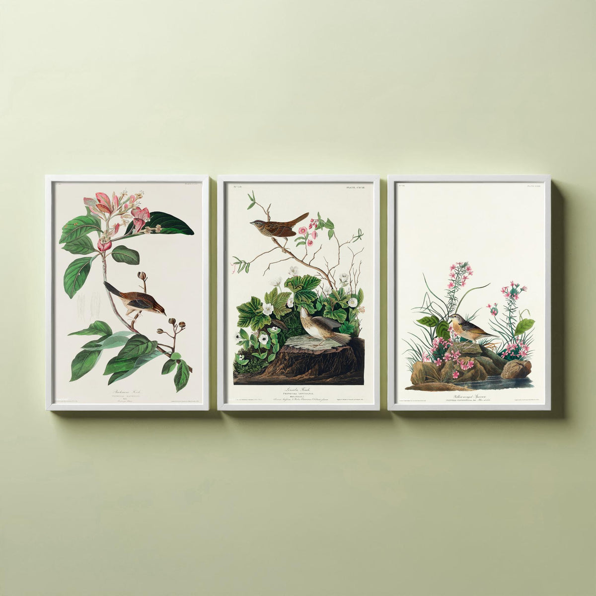 Set of Three John James Audubon Prints - Bachman's Lincoln's Grasshopper Sparrows - 3 Bird Paintings Poster Wall Art Gift Ornithology