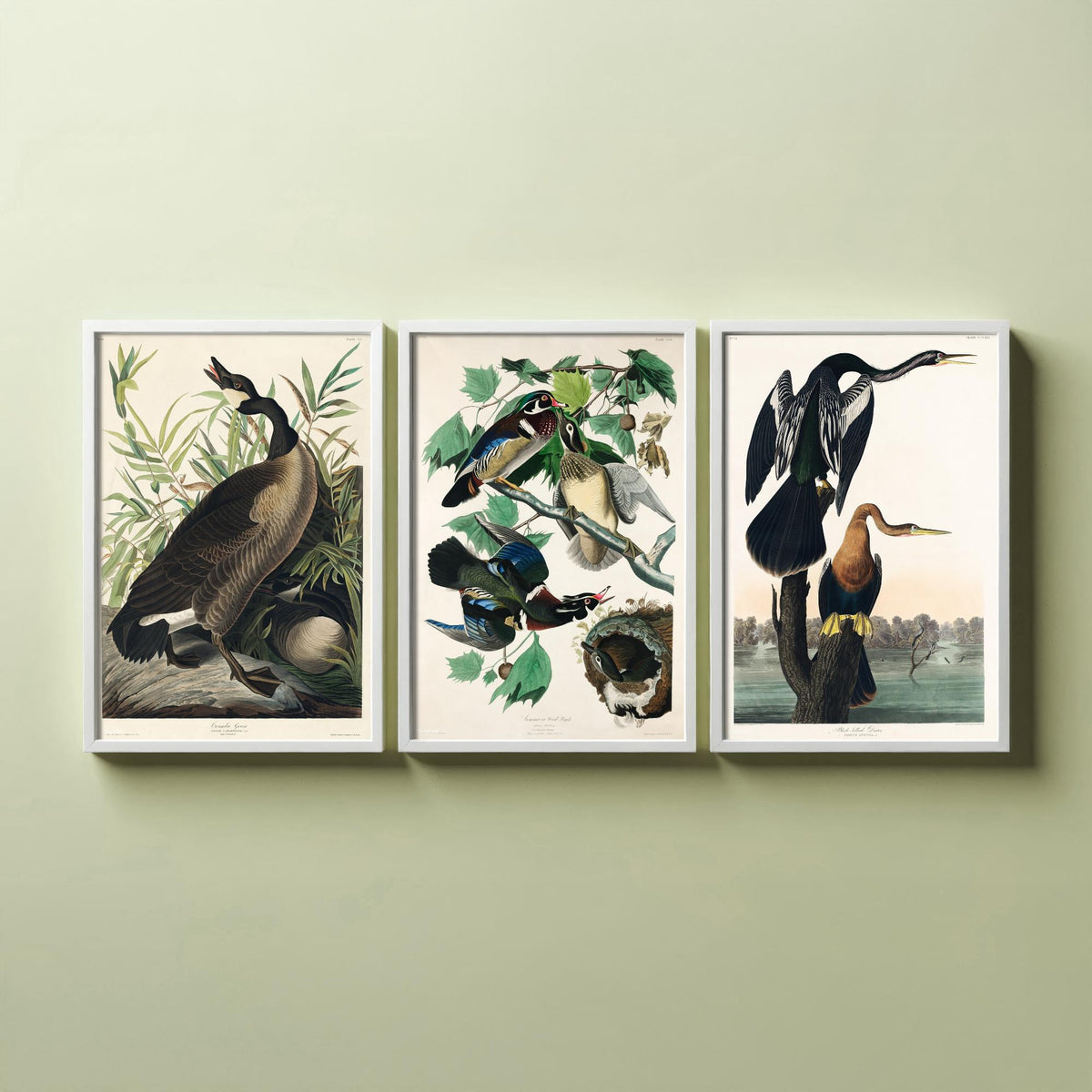 Set of Three John James Audubon Prints - Canada Goose Wood Duck and Black-bellied Darter - 3 Bird Paintings Poster Wall Art