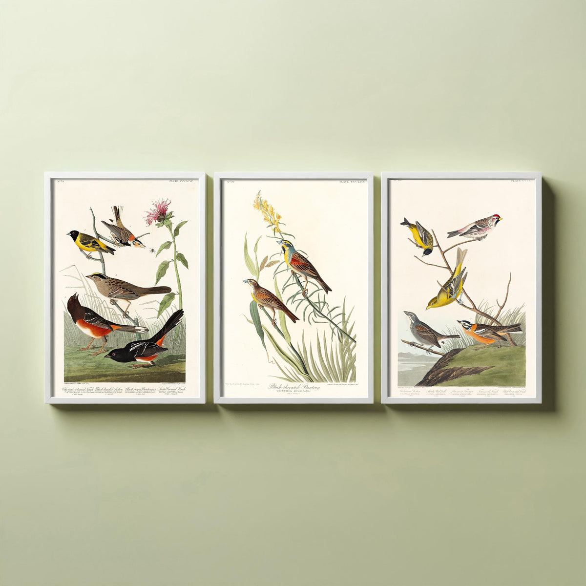 Set of Three Audubon Prints - Chestnut-collared Longspur Black-throated Bunting Smith's Longspur - 3 Bird Paintings Poster Wall Art