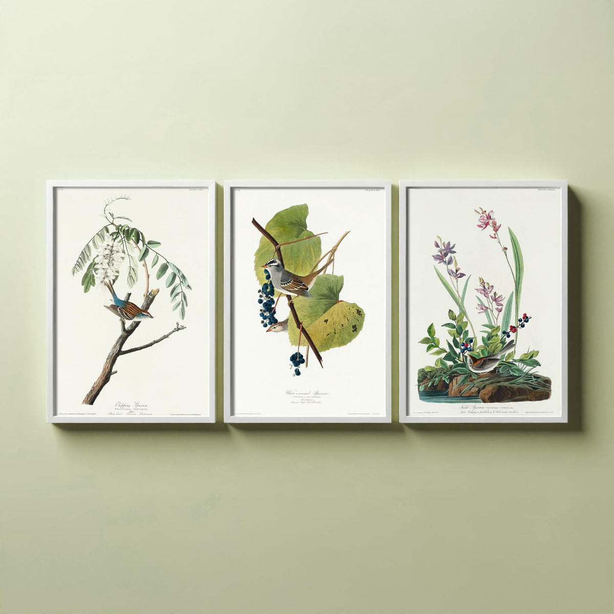 Set of Three John James Audubon Prints - Chipping White-crowned and Field Sparrows - 3 Bird Paintings Poster Wall Art Illustration