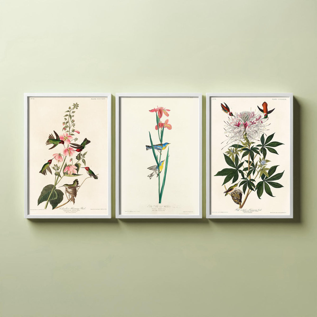 Set of Three Audubon Prints - Columbian Ruff-necked Hummingbirds Yellow-backed Warbler - 3 Bird Paintings Poster Wall Art Illustration