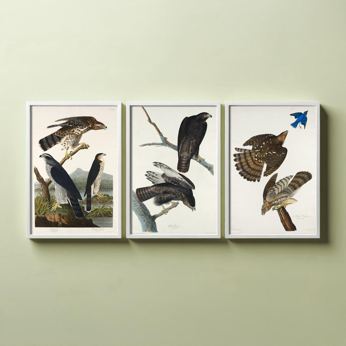 Set of Three John James Audubon Prints - Goshawk Black Warrior and Stanley Hawk - 3 Hawk Paintings Poster Wall Art Illustration