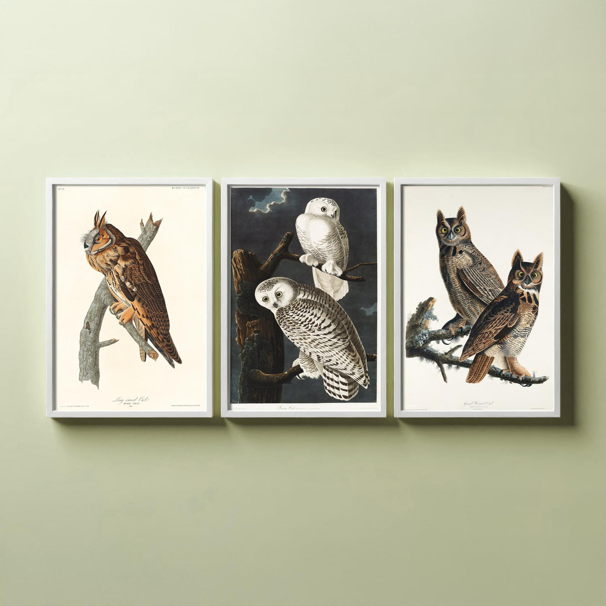 Set of Three John James Audubon Prints - Long-eared Owl Snowy Owl Great Horned Owl - 3 Bird Paintings Poster Wall Art Gift Vintage