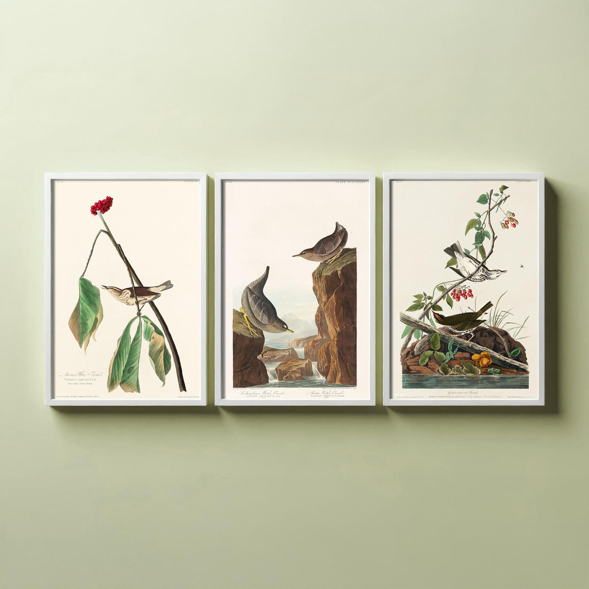 Set of Three John James Audubon Prints - Louisiana Water Thrush Ouzel and Golden-crowned Thrush - 3 Bird Paintings Poster Wall Art
