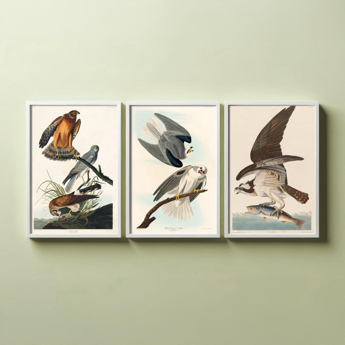 Set of Three John James Audubon Prints - Marsh Hawk Black-winged Hawk and Fish Hawk - 3 Bird Paintings Poster Wall Art Gift Vintage