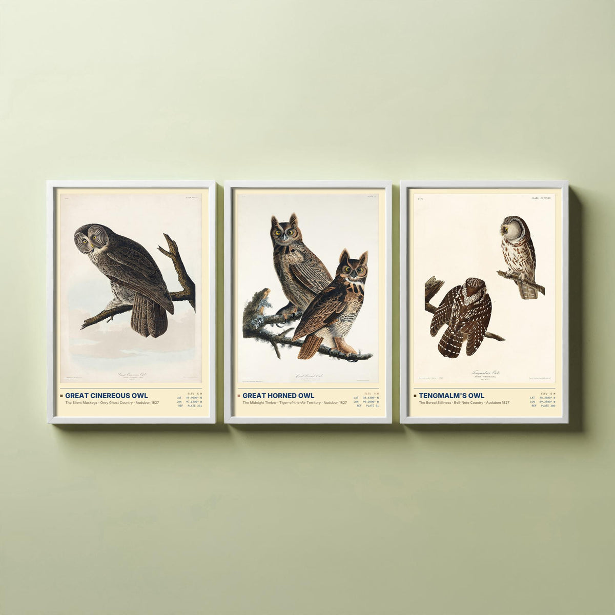 Audubon Owls Set of Three Art Prints - Great Cinereous Owl, Great Horned Owl, Tengmalm's Owl - Dark Academia Illustrations Wall Posters