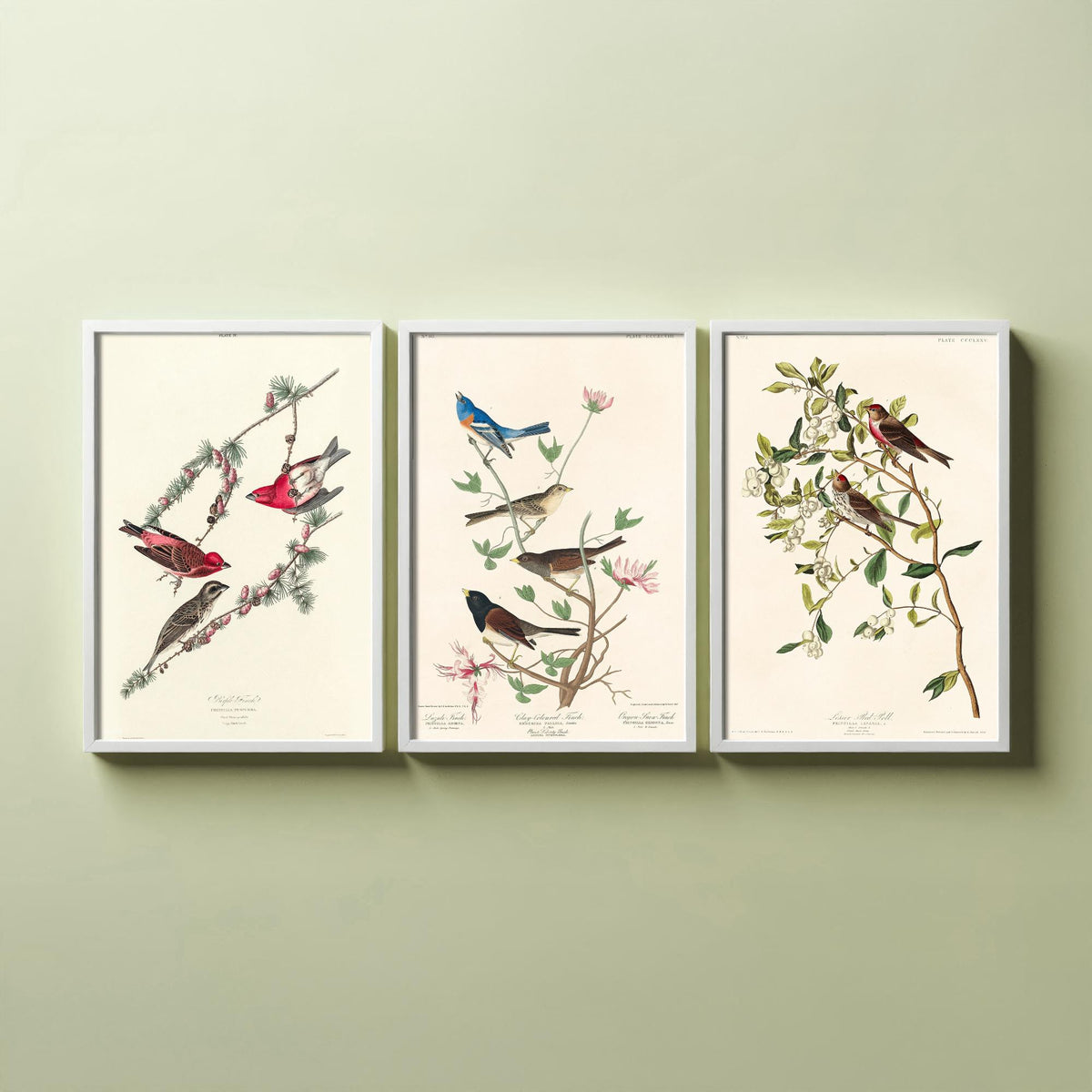 Set of Three John James Audubon Prints - Purple Finch Lazuli Finch Lesser Redpoll - 3 Bird Paintings Poster Wall Art Gift Vintage