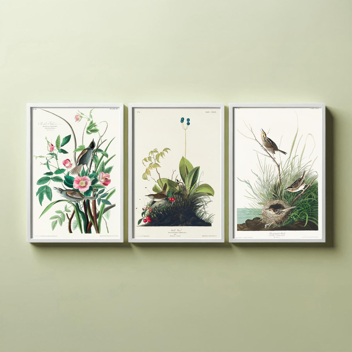 Set of Three John James Audubon Prints - Sea-side Finch Wood Wren Sharp-tailed Finch - 3 Bird Paintings Poster Wall Art Gift Vintage