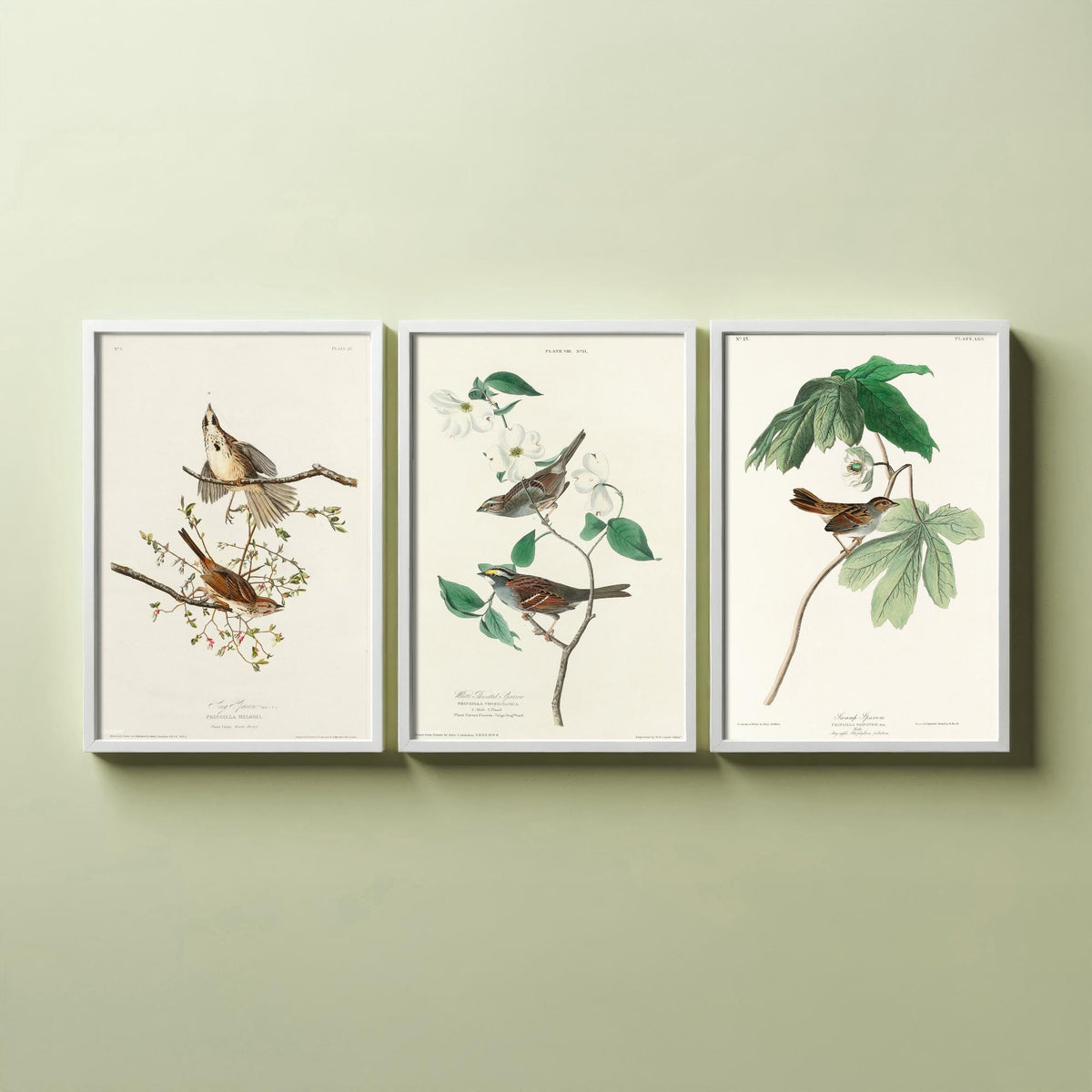Set of Three John James Audubon Prints - Song White-throated and Swamp Sparrow - 3 Bird Paintings Poster Wall Art Gift Ornithology