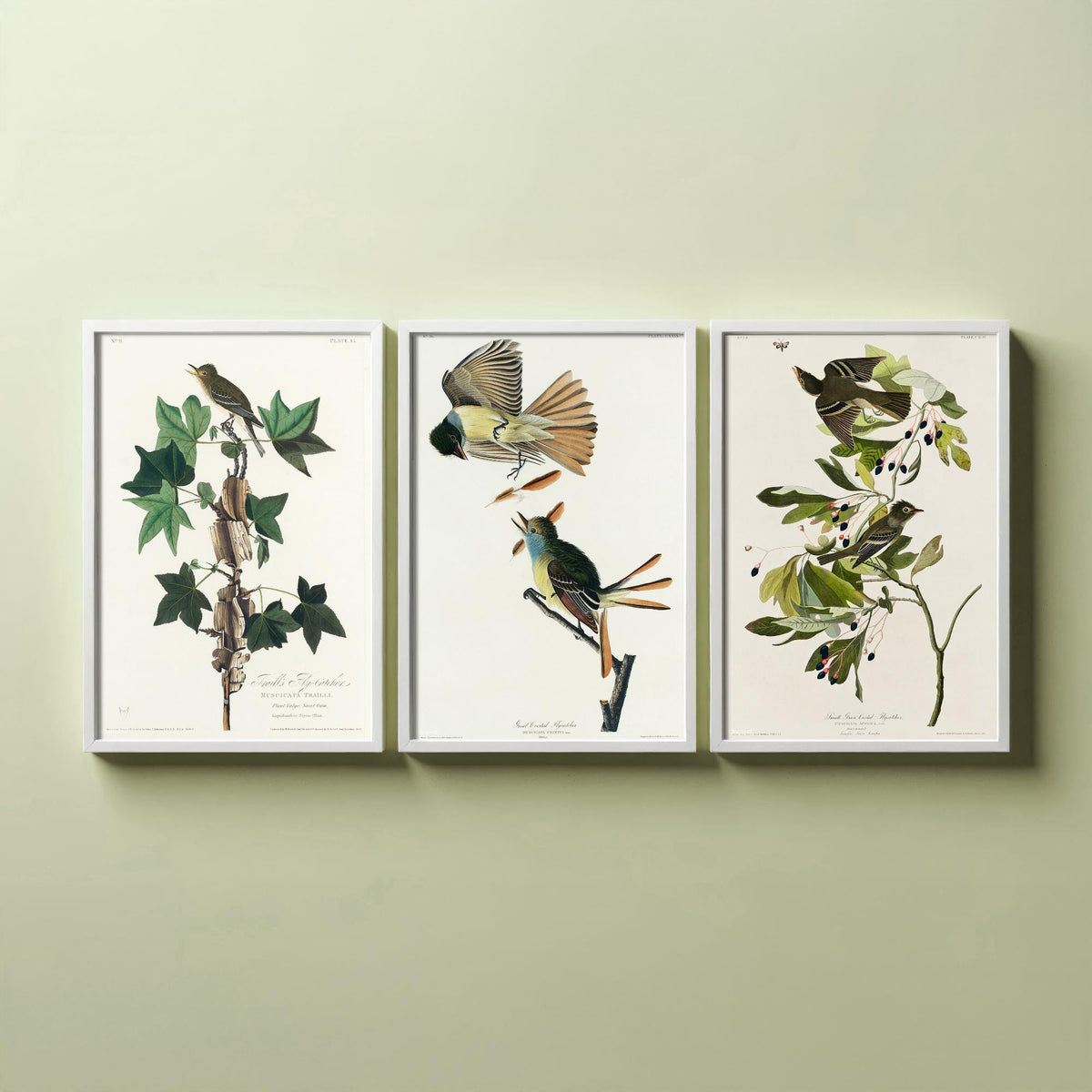 Set of Three John James Audubon Prints - Traill's Great Crested and Small Green Crested Flycatcher - 3 Bird Paintings Poster Wall Art
