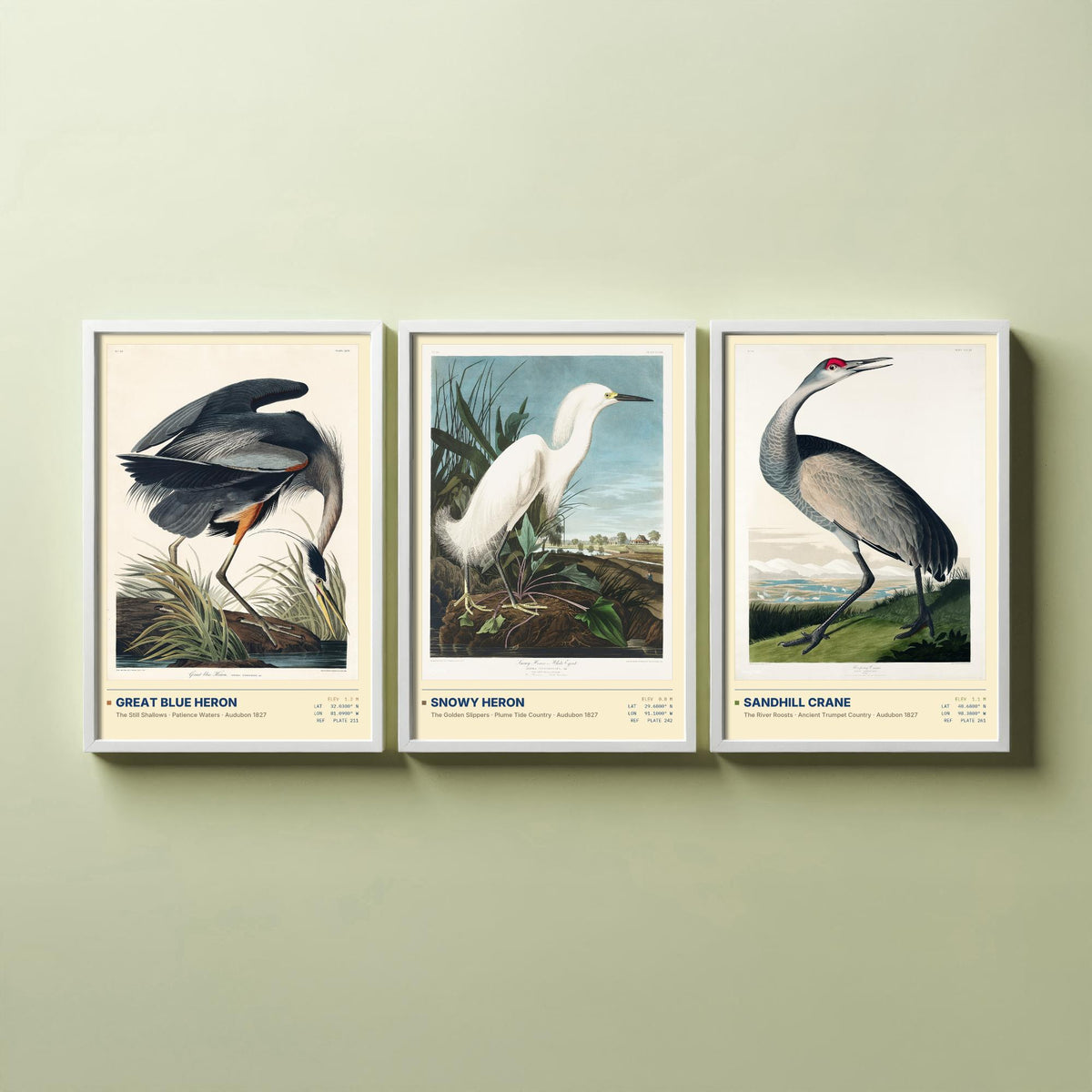 Audubon Wading Birds Set of Three Art Prints - Great Blue Heron, Snowy Heron, Sandhill Crane - Coastal Illustrations Gallery Posters