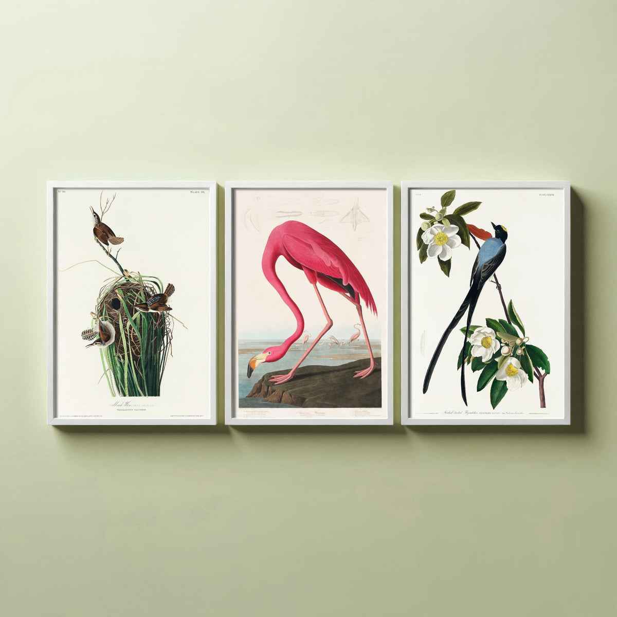 Set of Three John James Audubon Prints - Tree Swallow American Flamingo and Fork-tailed Flycatcher - 3 Bird Paintings Poster Wall Art
