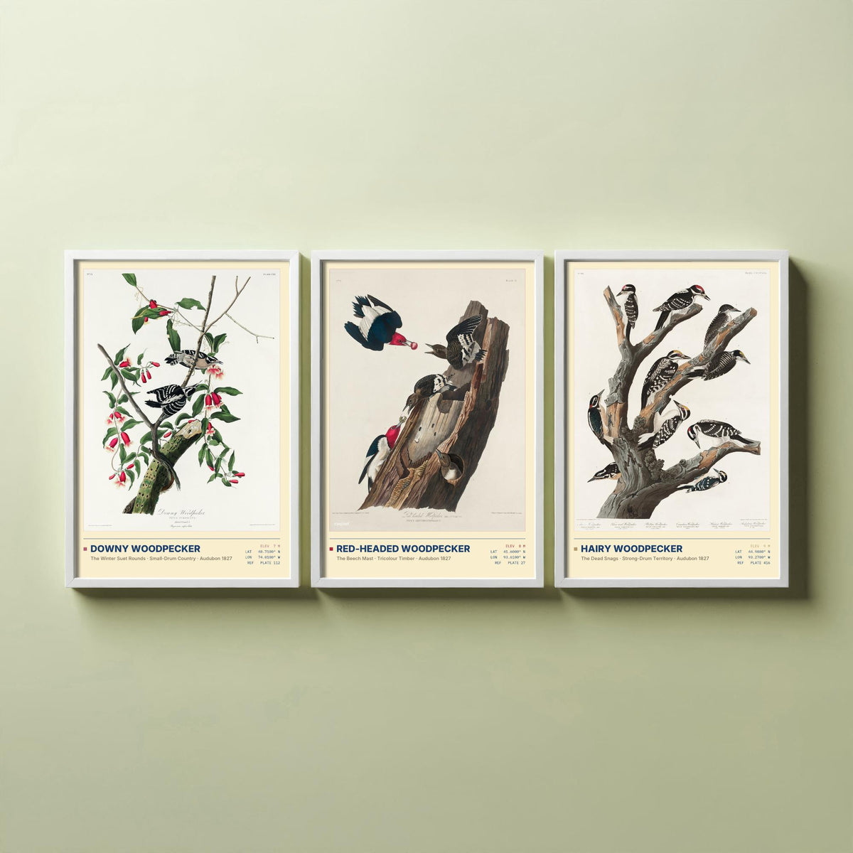 Audubon Woodpeckers Set of Three Art Prints - Downy, Red-headed and Hairy Woodpecker - Birds of America Illustrations Cabin Posters