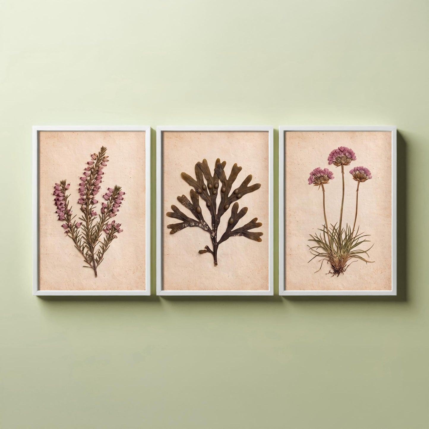 Cornwall Coast Set of Three Art Prints - Cornish Heath Bladderwrack Seaweed and Sea Pink Thrift - Pressed Seaside Herbarium Photo Posters