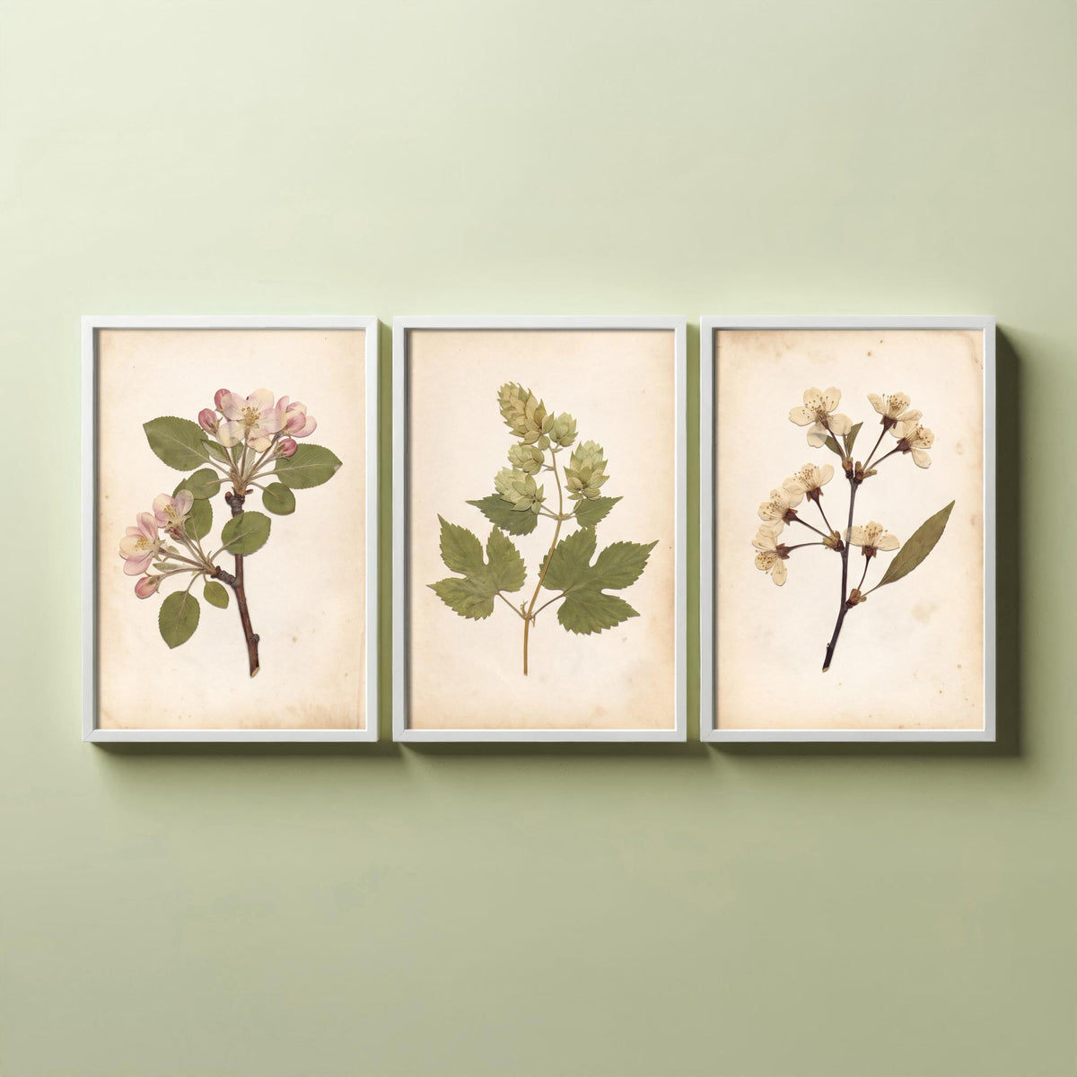 Garden of England Kent Set of Three Art Prints - Apple and Cherry Blossom Hop Vine Sprigs - Orchard Botanical Posters Photo V2