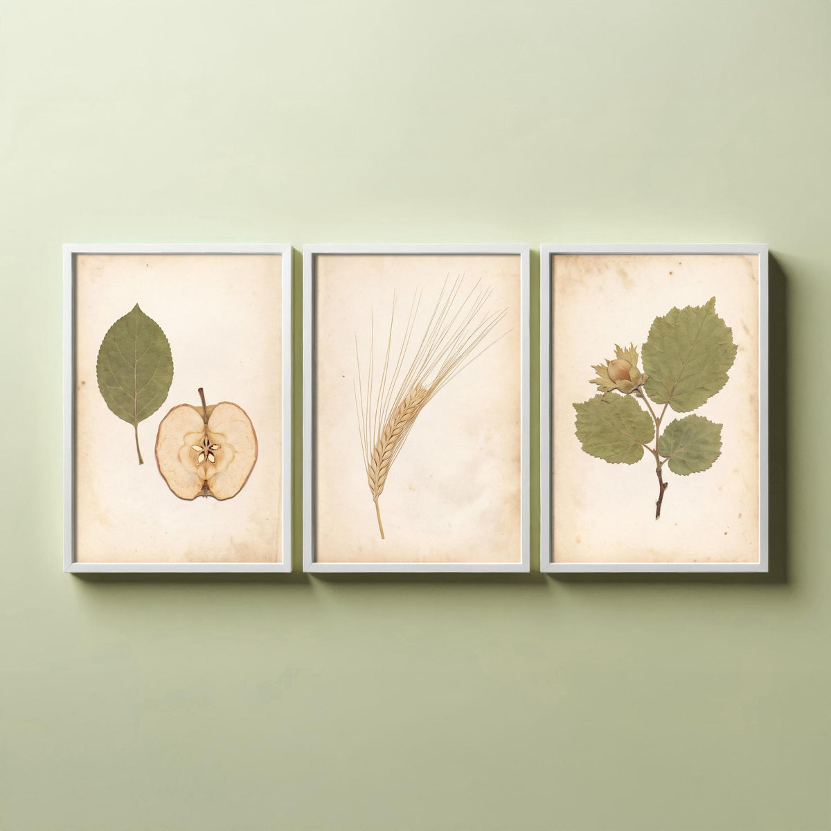 Set of Three Kent Orchard Art Prints - Dried Apple Half, Barley Ear, Cobnut Sprig - Pressed Botanical Photo Posters Kentish Fruit V2