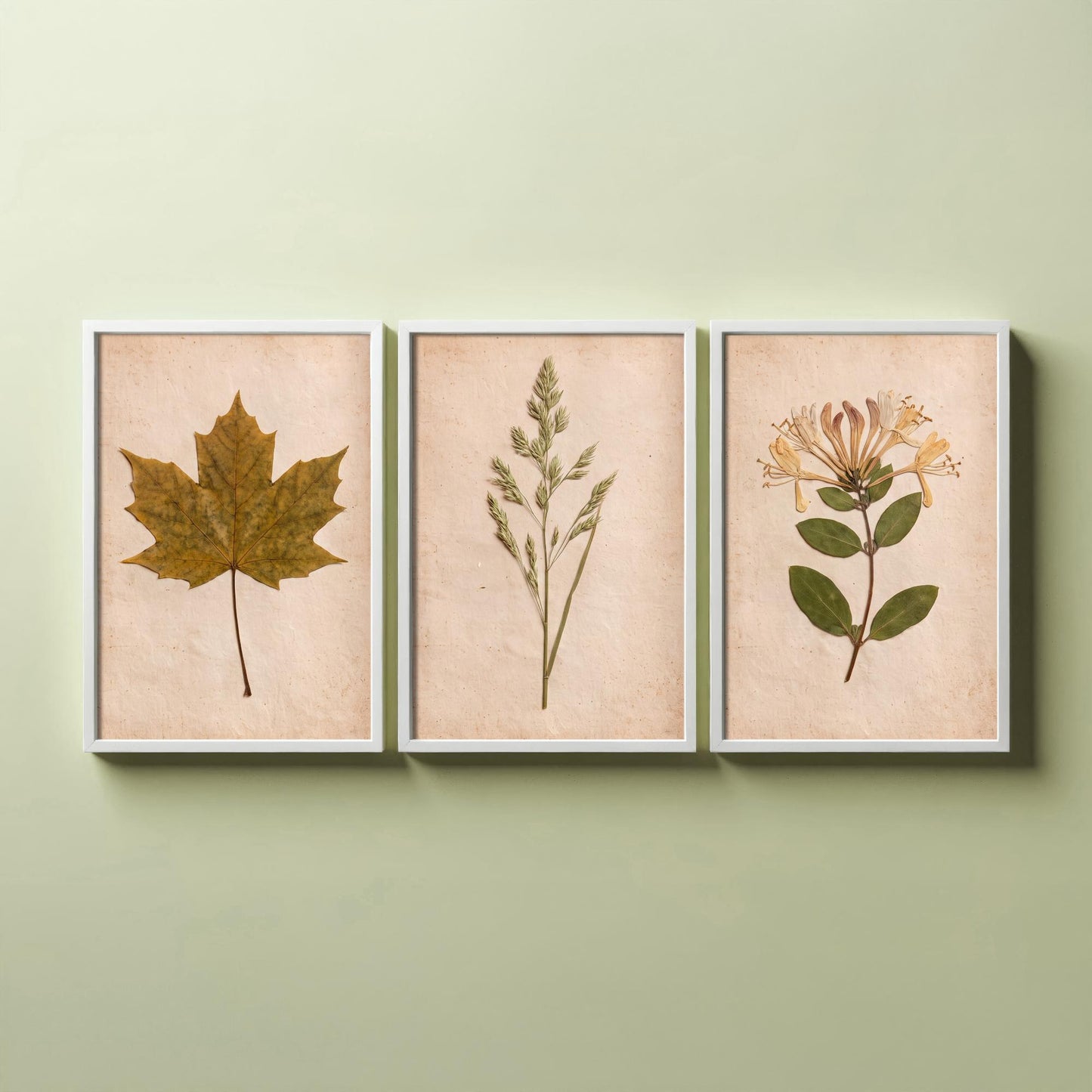 Pressed Botanicals Set of Three Art Prints - Sycamore Leaf Meadow Grass Honeysuckle - Vintage Hedgerow Herbarium Poster Photo