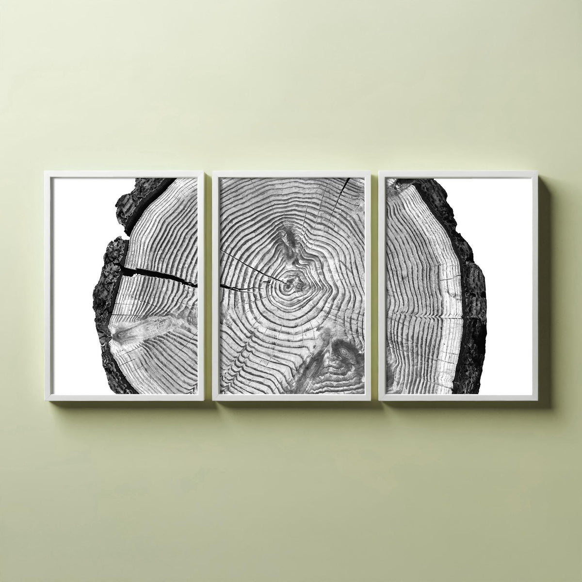 Tree Rings Set of Three Art Prints - Black and White Log Cross Section Split Across Three Panels - Monochrome Wood Photo Poster