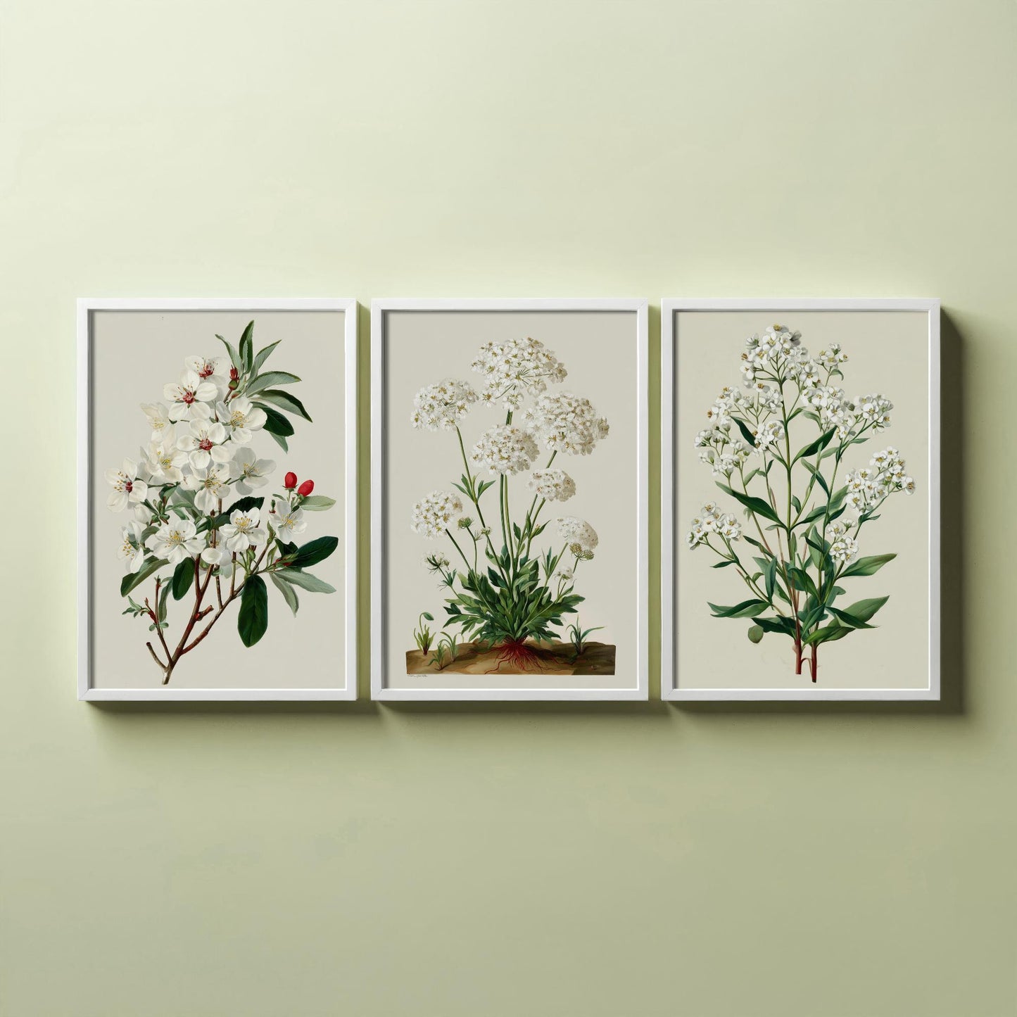 Green Botanical Set of Three Art Prints | Plum Blossom Queen Annes Lace Babys Breath Illustration Poster V2