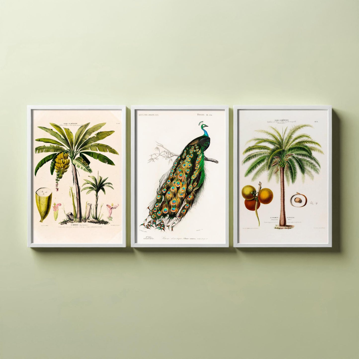 Vintage Natural History Set of Three Art Prints | Banana Plant Peacock Palm Tree Illustration Poster