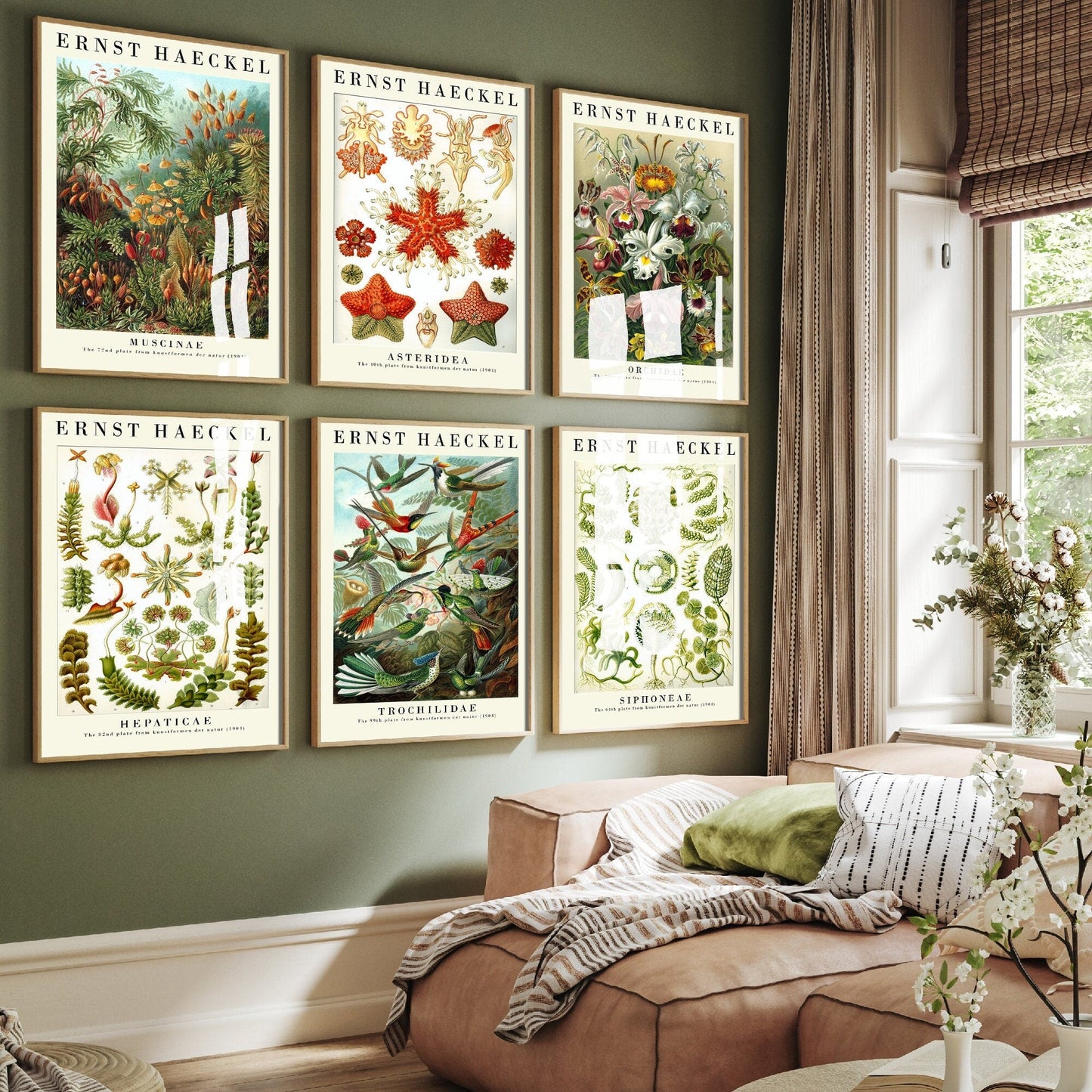 The Botanist Collection - Set of Six Vintage Ernst Haeckel Botanical Prints - 6 Nature Paintings - Photo Poster Wall Art Gift Giclée