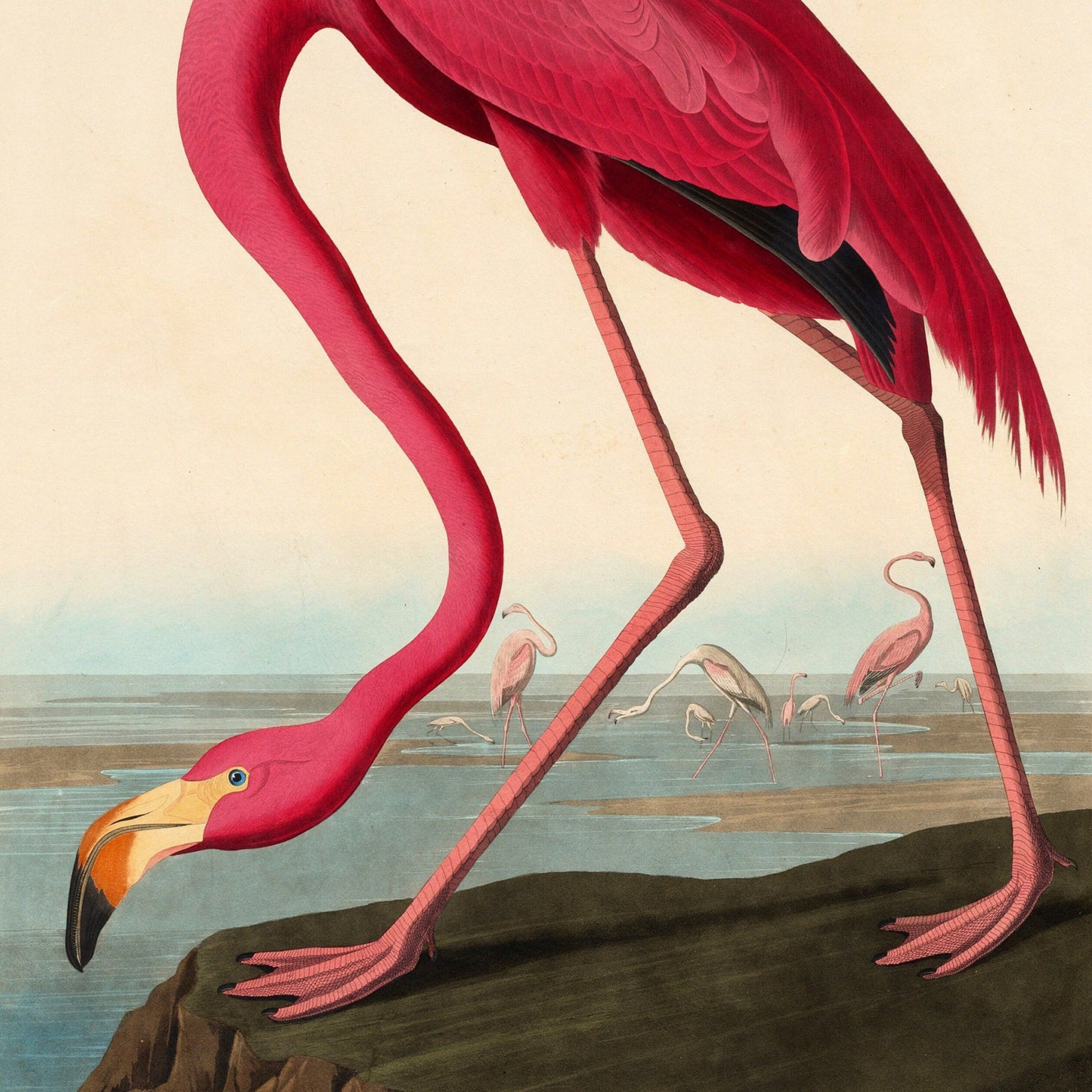 Set of Six John James Audubon Prints - 6 Classic Paintings - Poster Wall Art Giclée - Flamingo, American White Pelican, Great Blue Heron