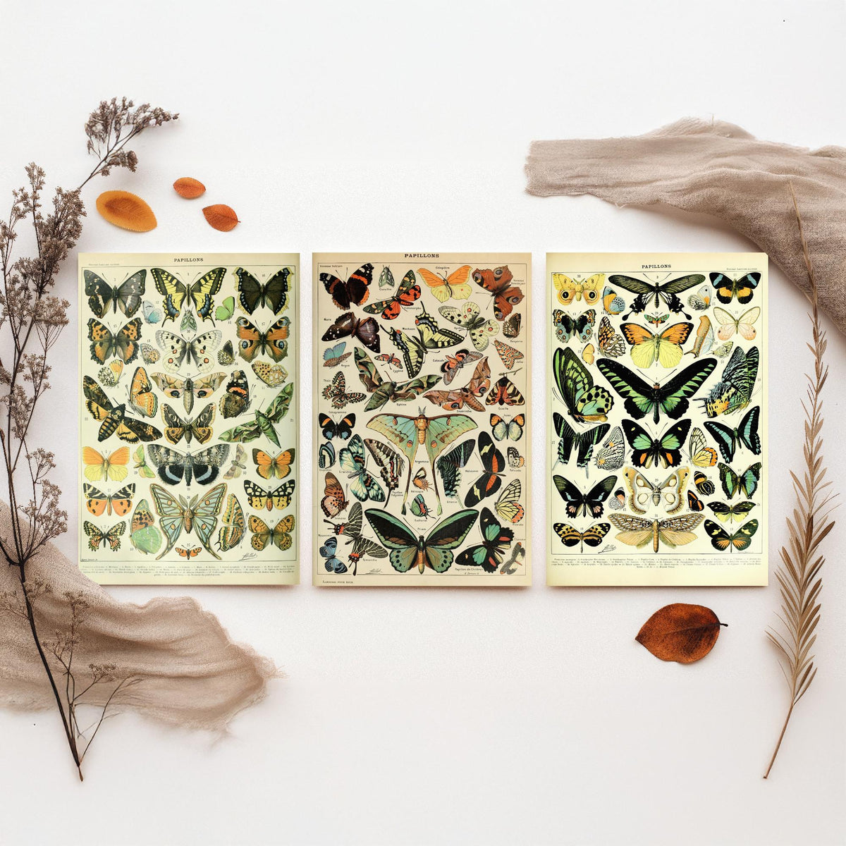 Adolphe Millot Butterflies Set of Three Art Prints - 3 Vintage French Papillons Plates - Natural History Poster Illustration V1