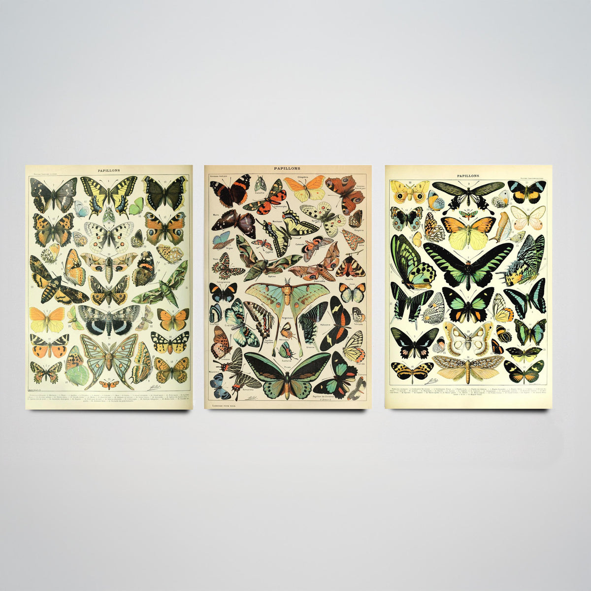 Adolphe Millot Butterflies Set of Three Art Prints - 3 Vintage French Papillons Plates - Natural History Poster Illustration V1