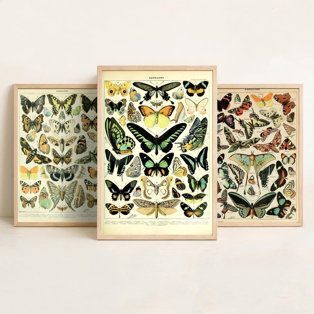 Adolphe Millot Butterflies Set of Three Art Prints - 3 Vintage French Papillons Plates - Natural History Poster Illustration V1