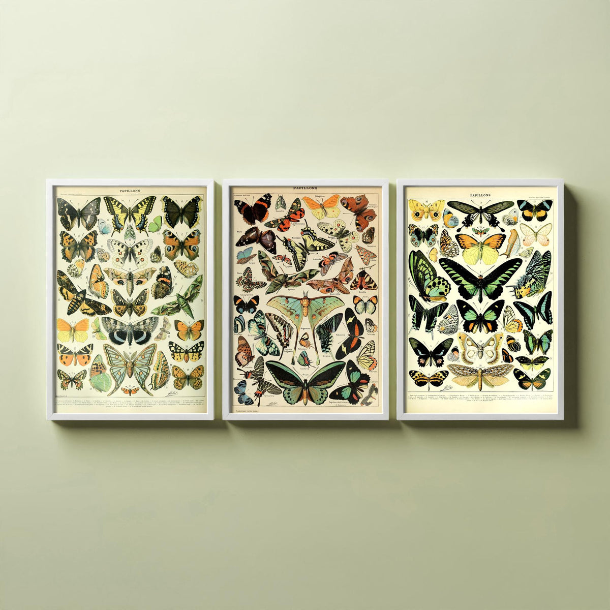 Adolphe Millot Butterflies Set of Three Art Prints - 3 Vintage French Papillons Plates - Natural History Poster Illustration V1