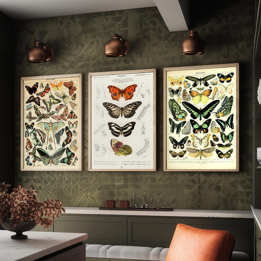 Adolphe Millot Butterflies Set of Three Art Prints - Papillons Plates and Lepidoptera Engraving - Vintage Poster Illustration V2