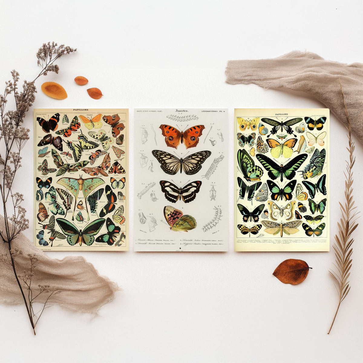 Adolphe Millot Butterflies Set of Three Art Prints - Papillons Plates and Lepidoptera Engraving - Vintage Poster Illustration V2