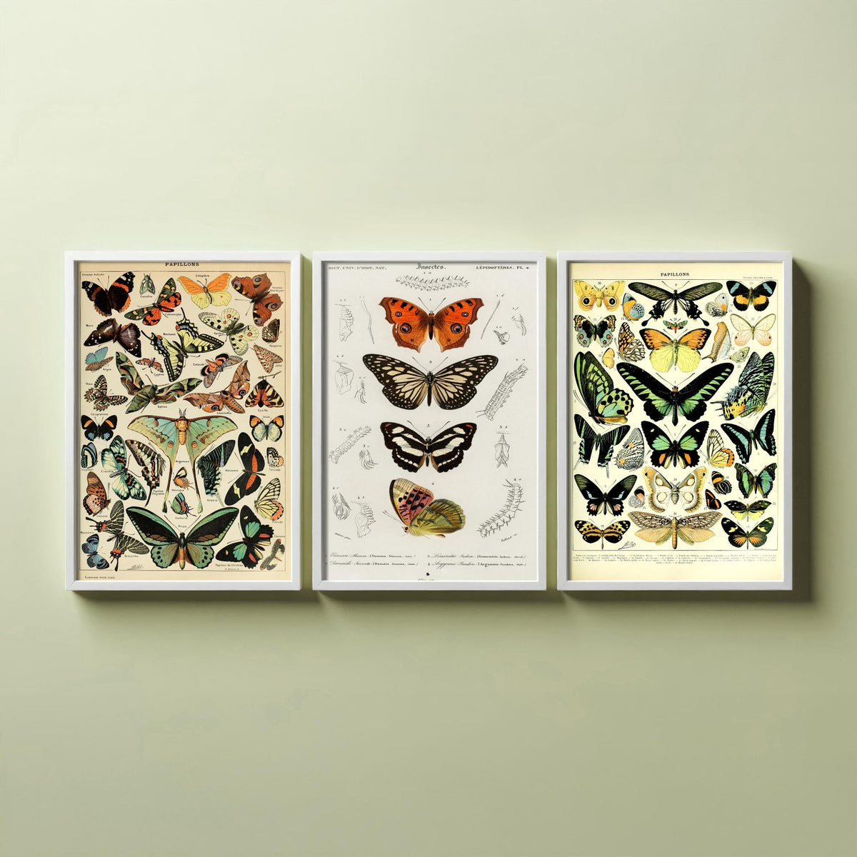Adolphe Millot Butterflies Set of Three Art Prints - Papillons Plates and Lepidoptera Engraving - Vintage Poster Illustration V2