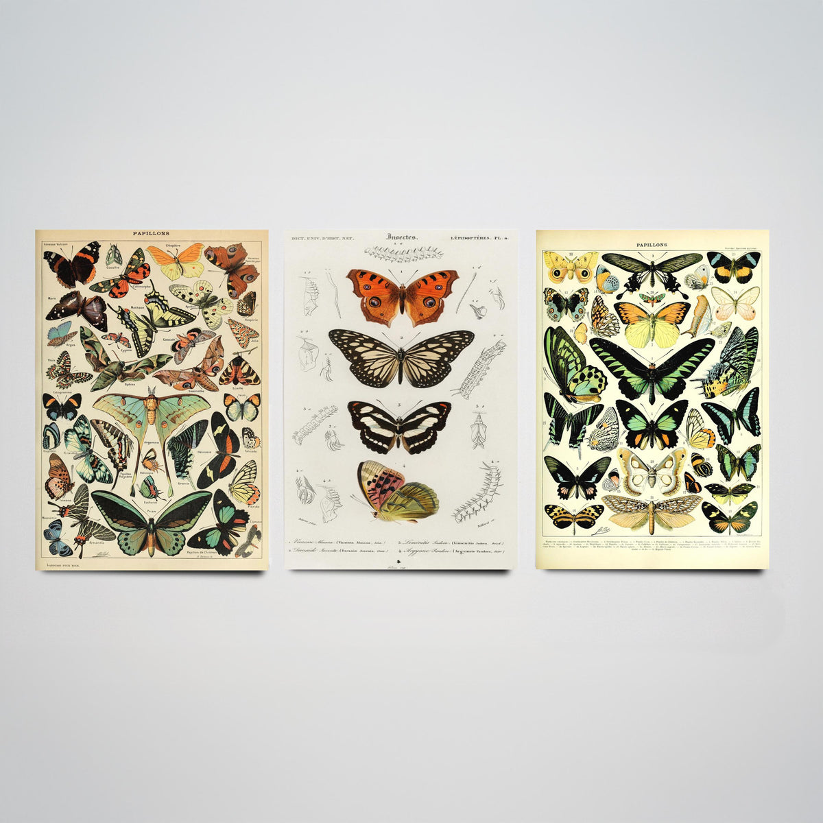 Adolphe Millot Butterflies Set of Three Art Prints - Papillons Plates and Lepidoptera Engraving - Vintage Poster Illustration V2
