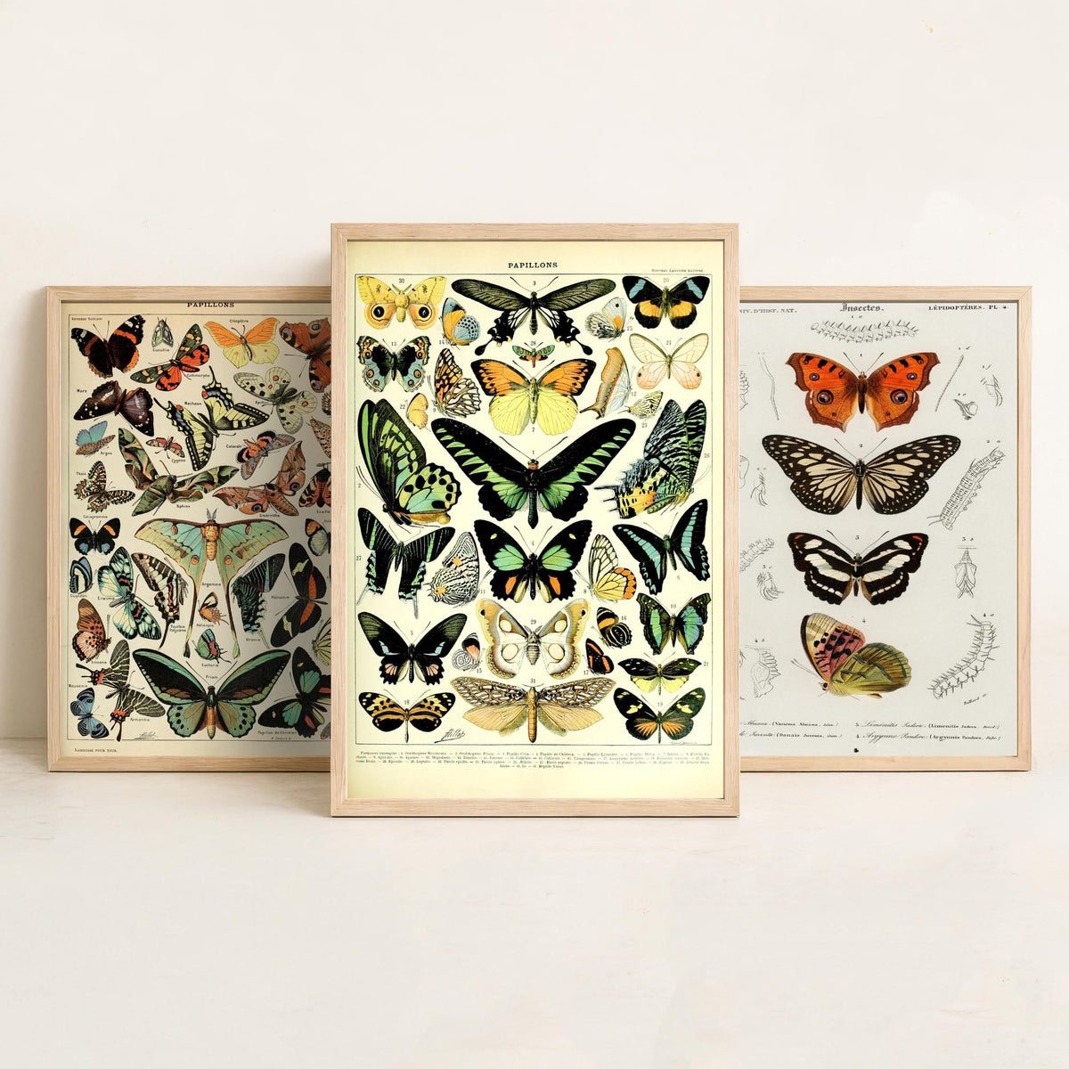 Adolphe Millot Butterflies Set of Three Art Prints - Papillons Plates and Lepidoptera Engraving - Vintage Poster Illustration V2