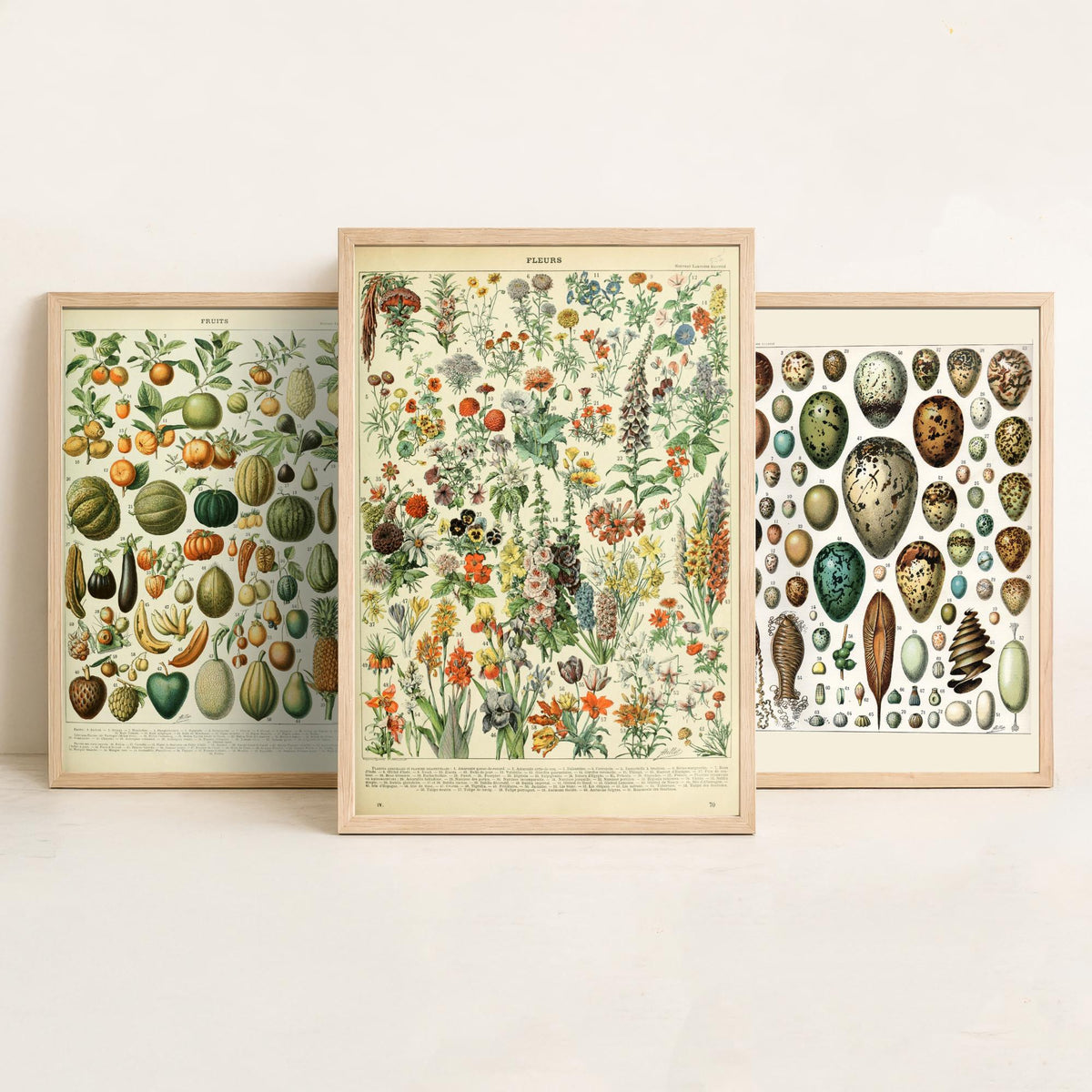 Adolphe Millot Set of Three Art Prints - Fruits, Bird Eggs, Flowers - Vintage French Encyclopedia Plate Poster Illustration