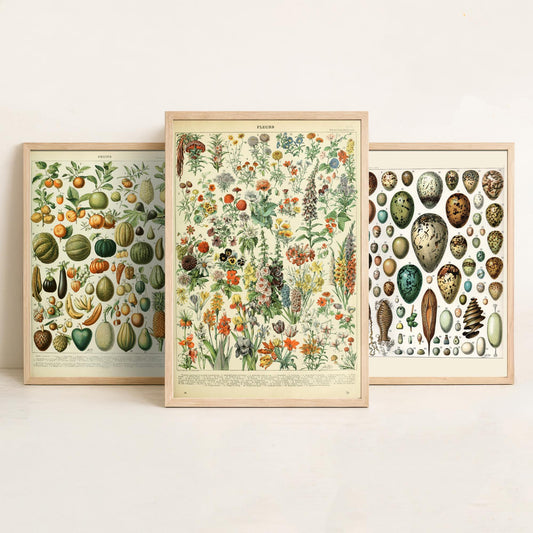 Adolphe Millot Set of Three Art Prints - Fruits, Bird Eggs, Flowers - Vintage French Encyclopedia Plate Poster Illustration