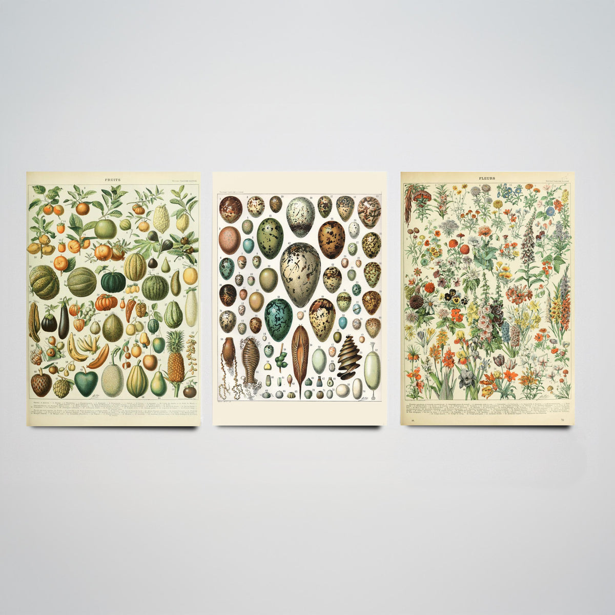 Adolphe Millot Set of Three Art Prints - Fruits, Bird Eggs, Flowers - Vintage French Encyclopedia Plate Poster Illustration