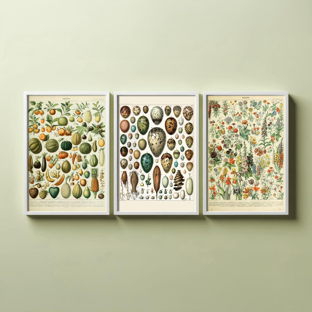 Adolphe Millot Set of Three Art Prints - Fruits, Bird Eggs, Flowers - Vintage French Encyclopedia Plate Poster Illustration