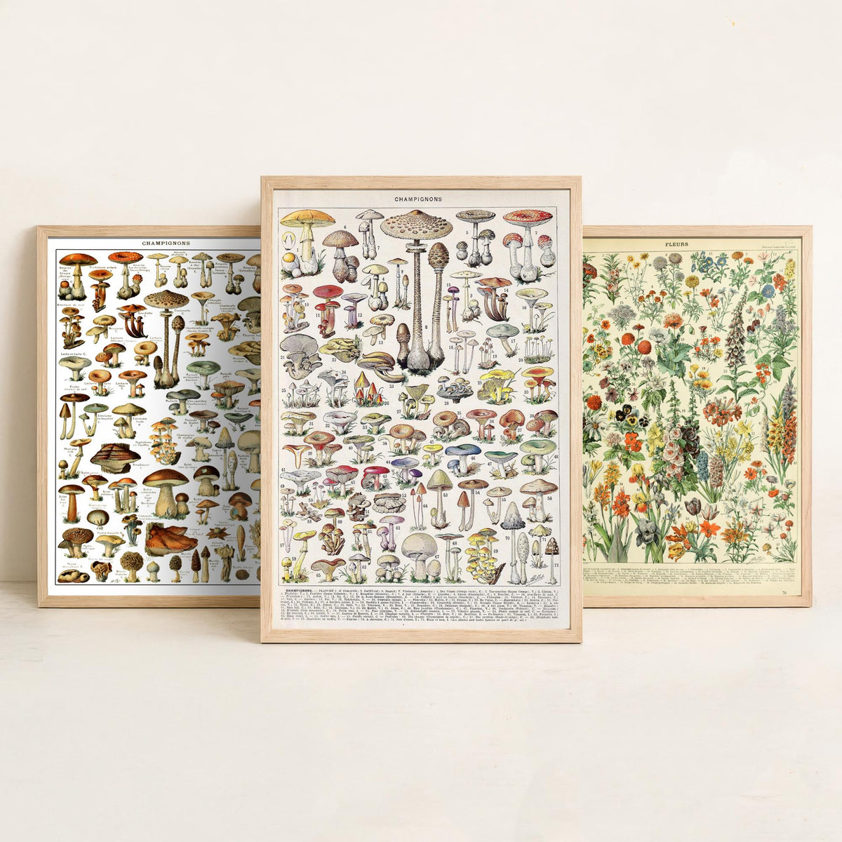 Adolphe Millot Mushrooms and Flowers Set of Three Art Prints - Champignons, Fleurs - Vintage Fungi Poster Illustration